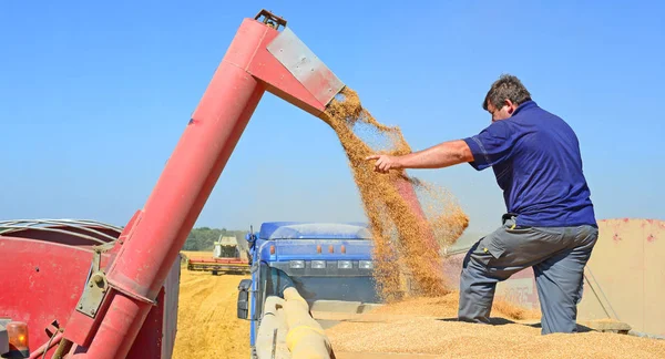 Overbelasting Van Graan Harvester Tank Van Korrel Van Trekker Aanhangwagen — Stockfoto