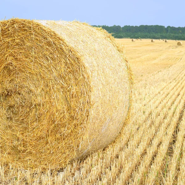 Récolte Paille Dans Paysage Rural — Photo