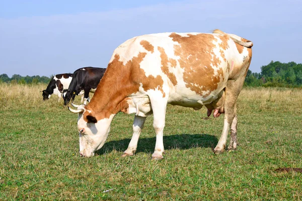 Αγελάδες Που Βόσκουν Στους Βοσκότοπους Καλοκαίρι — Φωτογραφία Αρχείου
