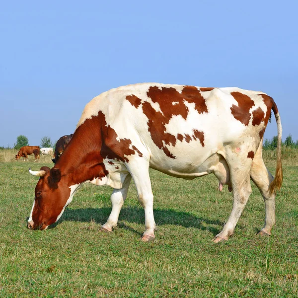 Nahaufnahme Einer Schönen Braunen Und Weißen Kuh Auf Der Weide — Stockfoto