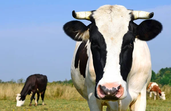 Tehenek Közelsége Nyári Legelőn — Stock Fotó