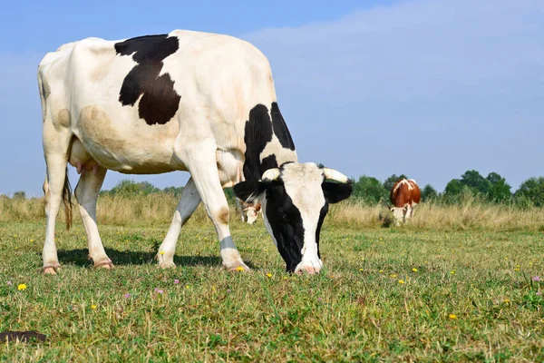 Nahaufnahme Einer Niedlichen Kuh Auf Der Wiese — Stockfoto