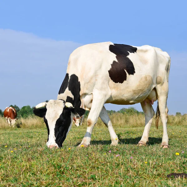 Close Cute Cow Meadow — Stockfoto