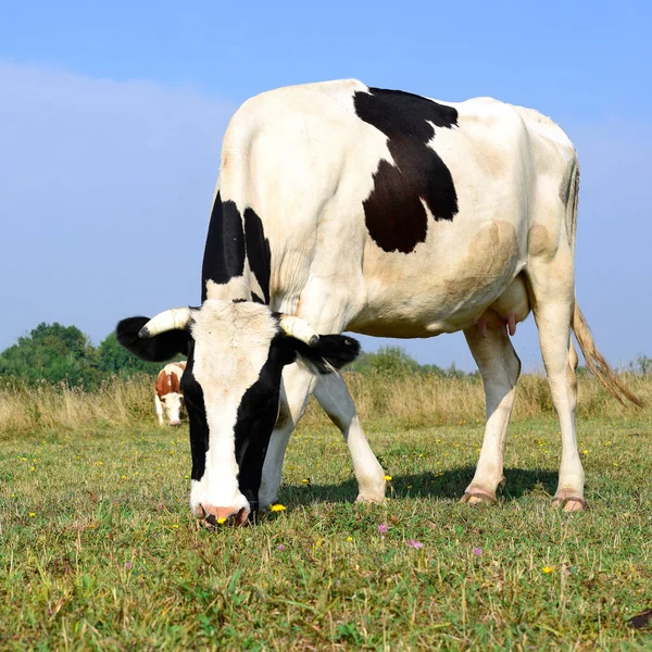 Close Cute Cow Meadow — Fotografia de Stock