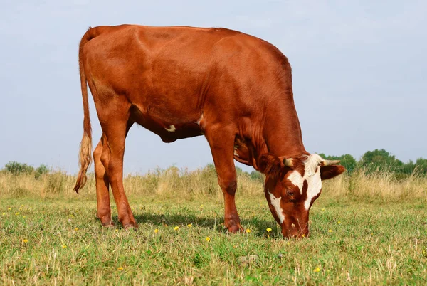 Gros Plan Belle Vache Brune Blanche Sur Prairie — Photo