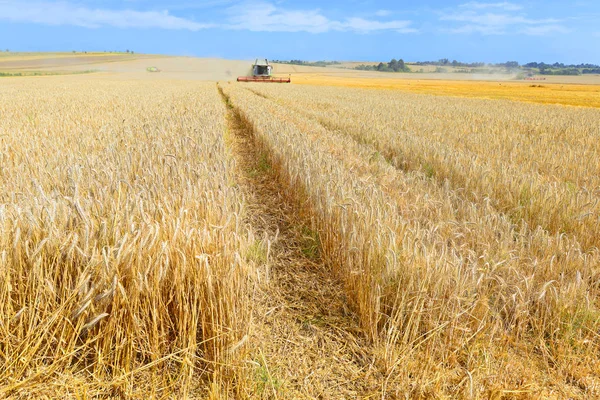 Grain Harvesting Combines Field — Stock fotografie