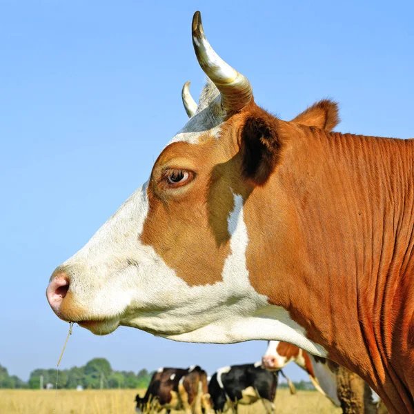 close up of beautiful brown and white cow on meadow