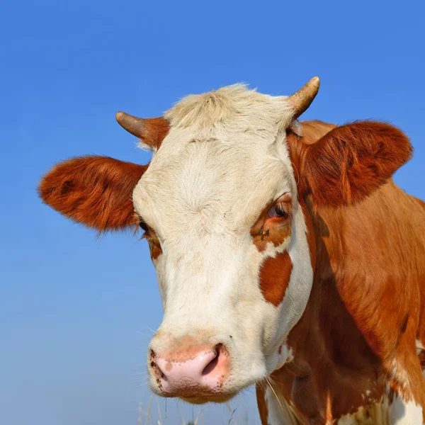 Close Beautiful Brown White Cow Meadow — Stock Photo, Image