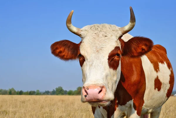 Close Beautiful Brown White Cow Meadow — Stock Photo, Image