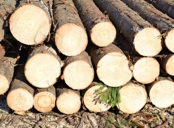 Stämme Zur Verarbeitung Gelegt — Stockfoto