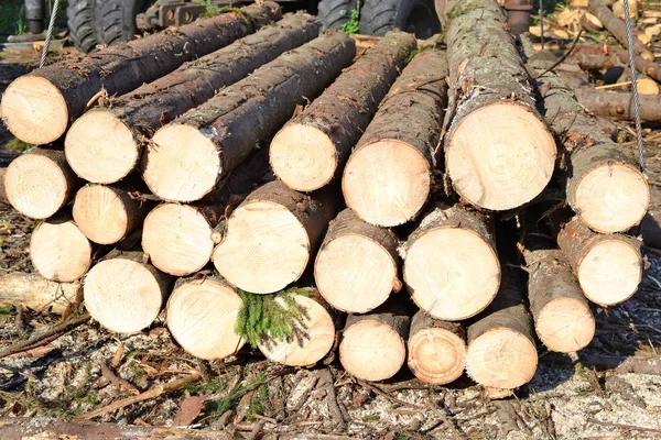 Logs Bestemd Voor Verwerking — Stockfoto