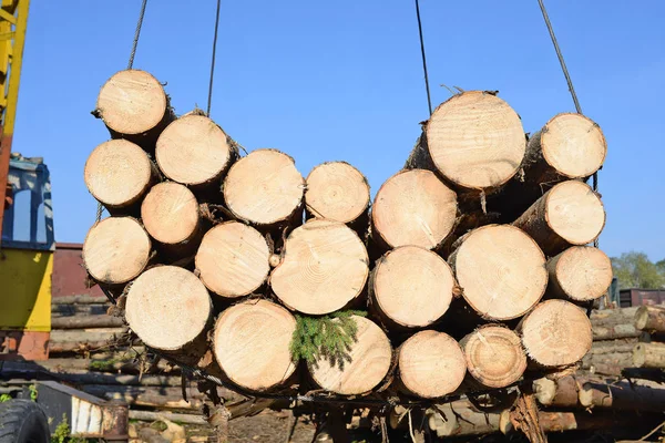 Logs Laid Processing — Stock Photo, Image