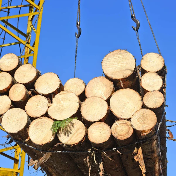 Logs Bestemd Voor Verwerking — Stockfoto