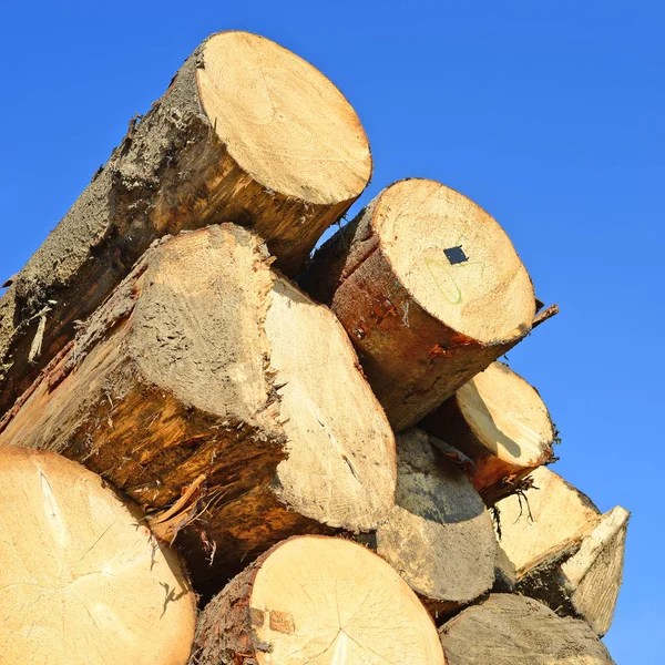 Logs Laid Processing — Stockfoto