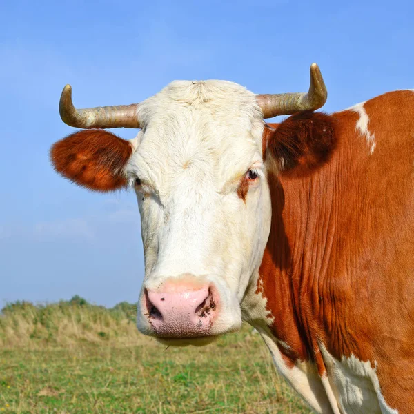 close up of beautiful brown and white cow on meadow