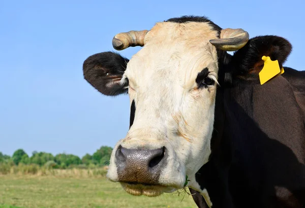 Gros Plan Belle Vache Noire Blanche Sur Prairie — Photo
