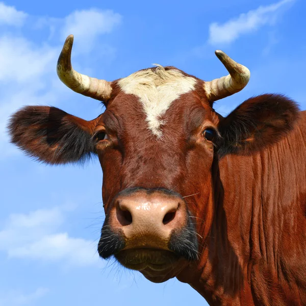 close up of beautiful brown and white cow on meadow