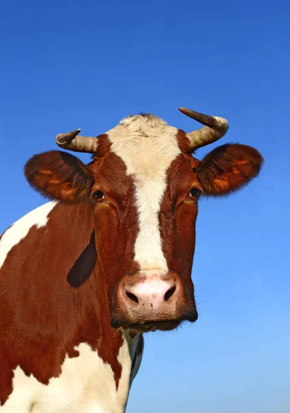 Primo Piano Bella Mucca Marrone Bianco Sul Prato — Foto Stock