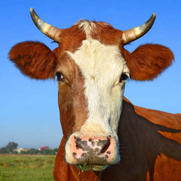 close up of beautiful brown and white cow on meadow