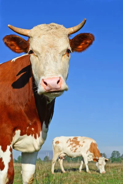 Close Cute Cow Meadow — стоковое фото