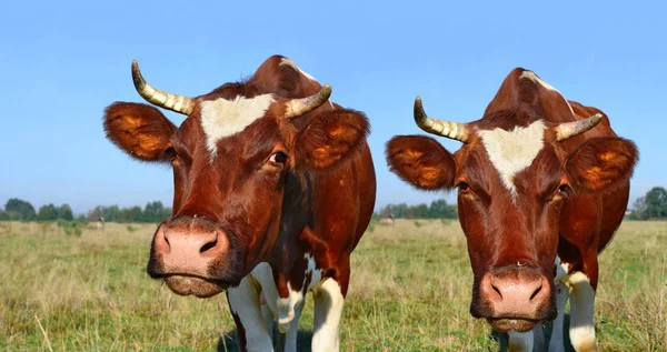 Cows Green Summer Pasture — Stock Fotó