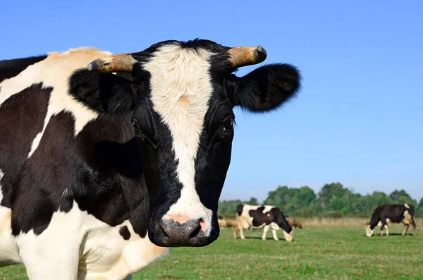 Gros Plan Mignon Vache Sur Prairie — Photo