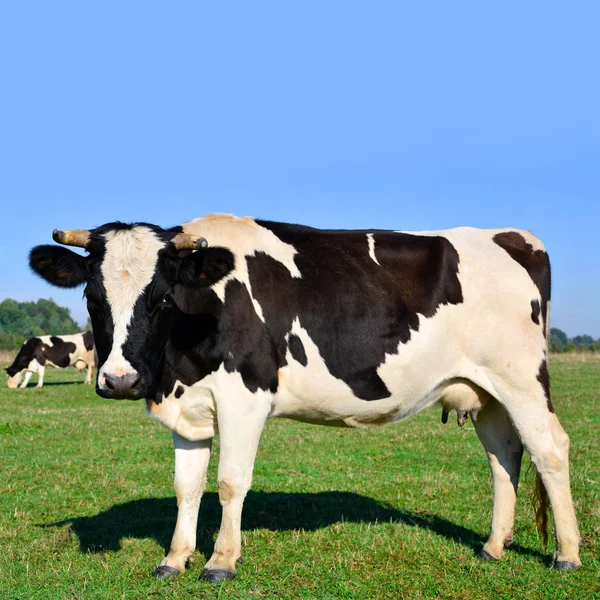 Close Cute Cow Meadow — Stock Photo, Image