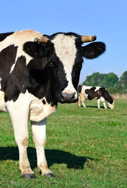 Nahaufnahme Einer Niedlichen Kuh Auf Der Wiese — Stockfoto