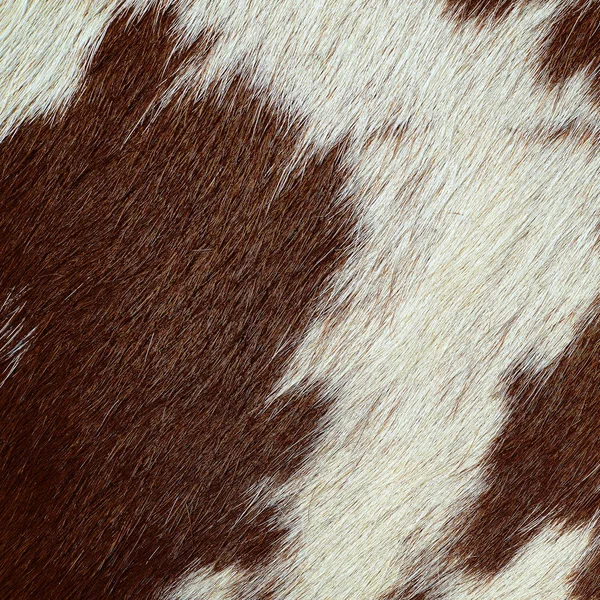 Brown White Cow Fur Skin Background — Stok fotoğraf