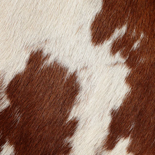 Brown White Cow Fur Skin Background — Stok fotoğraf