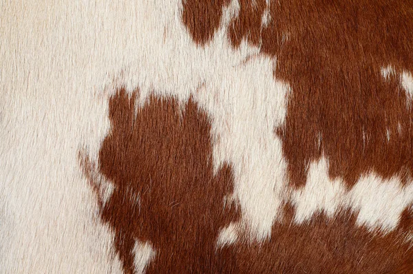 Brown White Cow Fur Skin Background — ストック写真