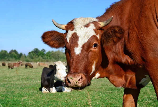 Cows Green Summer Pasture — Fotografia de Stock