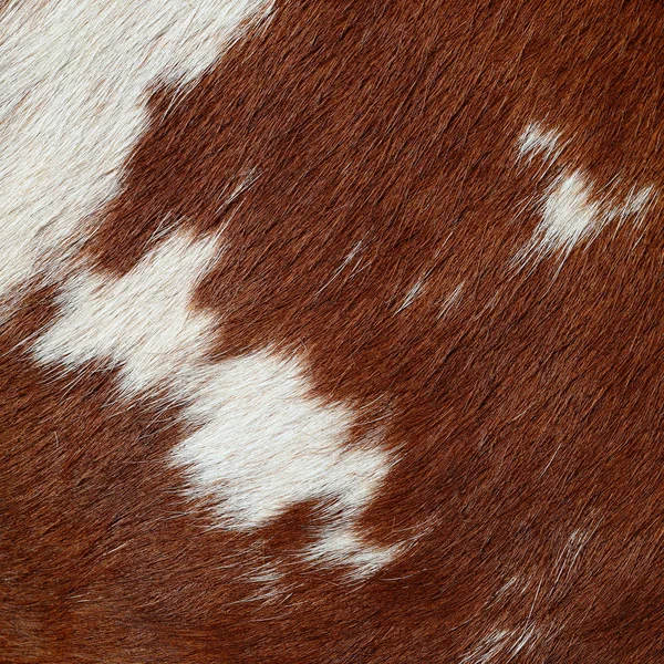 Brown Cow Fur Skin Background — Stok fotoğraf