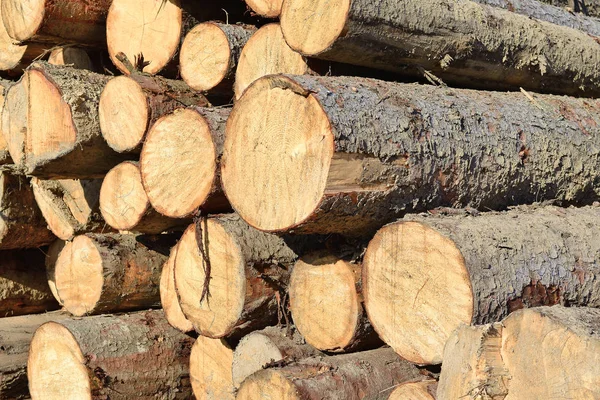 Pile Wood Logs Timber Background — 스톡 사진