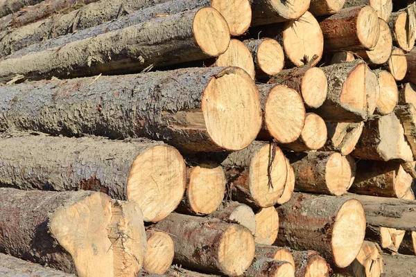 Pile Wood Logs Timber Background — Stockfoto