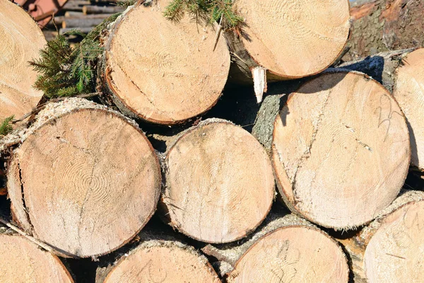 Logs Laid Processing — Stock Photo, Image