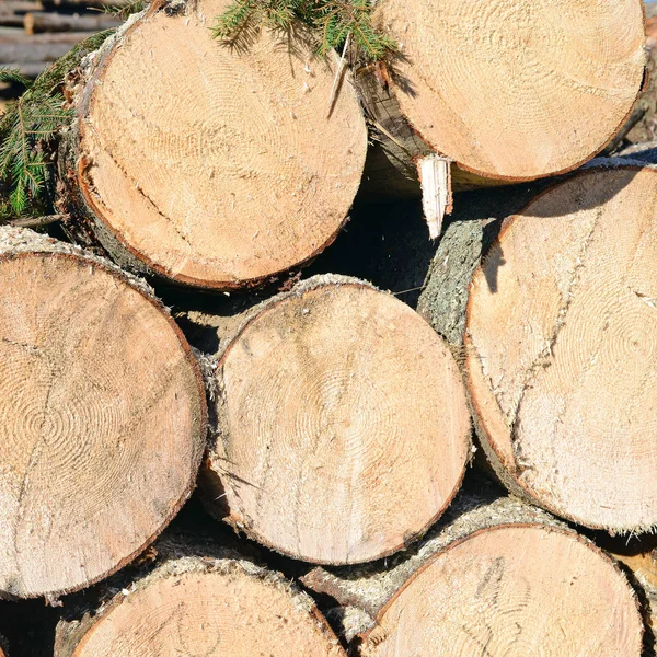 Logs Laid Processing — Stockfoto