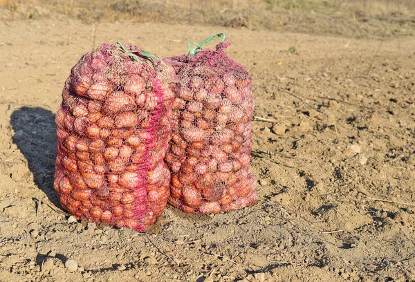 Two Sacks Potatoes Ground — Foto de Stock