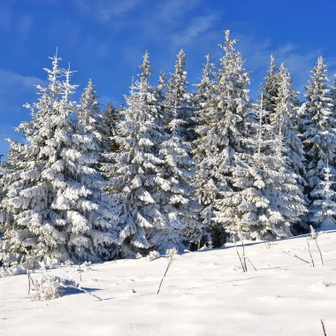Kar dağ orman kaplı