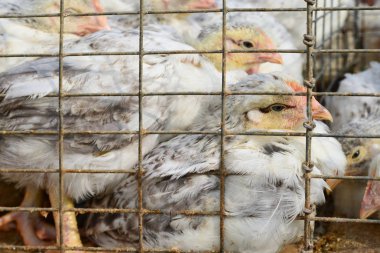 Kırsal manzara kümeste yumurtlayanlar