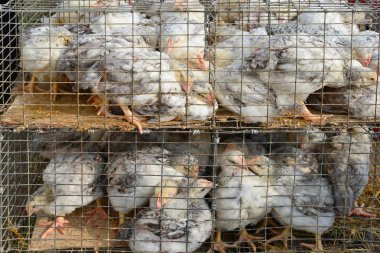 Kırsal manzara kümeste yumurtlayanlar