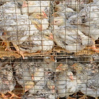 Kırsal manzara kümeste yumurtlayanlar