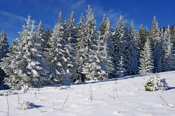 Floresta Montanha Coberta Neve — Fotografia de Stock