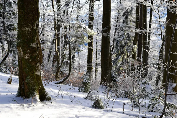 Bosque Montaña Cubierto Nieve — Foto de Stock