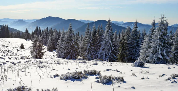 Schneebedeckter Bergwald — Stockfoto