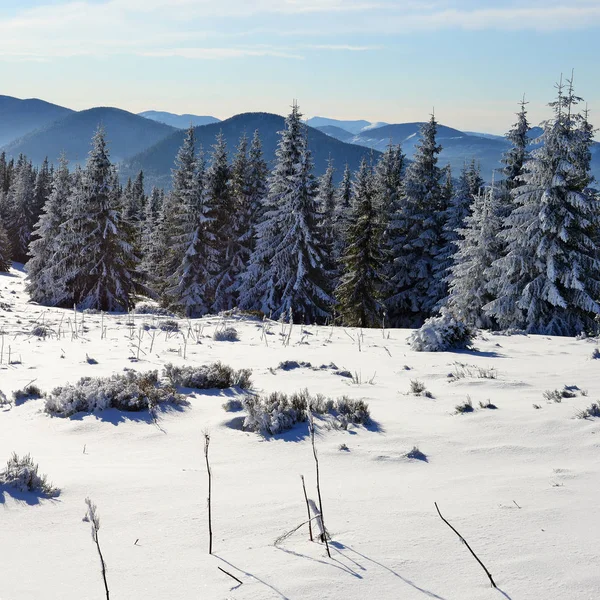 Schneebedeckter Bergwald — Stockfoto