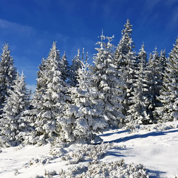 Bosque Montaña Cubierto Nieve — Foto de Stock
