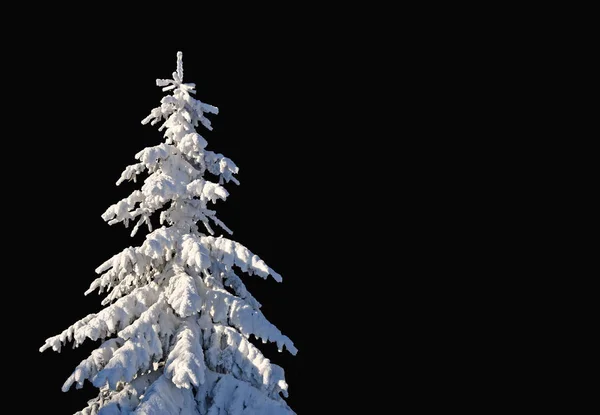 Красивый Зимний Пейзаж Заснеженным Деревом — стоковое фото