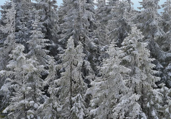 Сніг Покритий Гірським Лісом — стокове фото