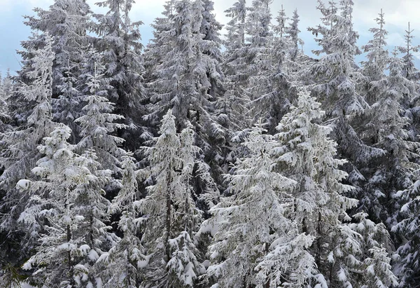 Bosque Montaña Cubierto Nieve —  Fotos de Stock